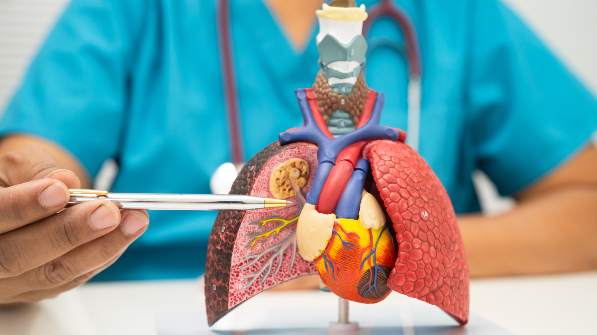 Healthcare professional pointing to a lung model during a medical explanation about lung health.